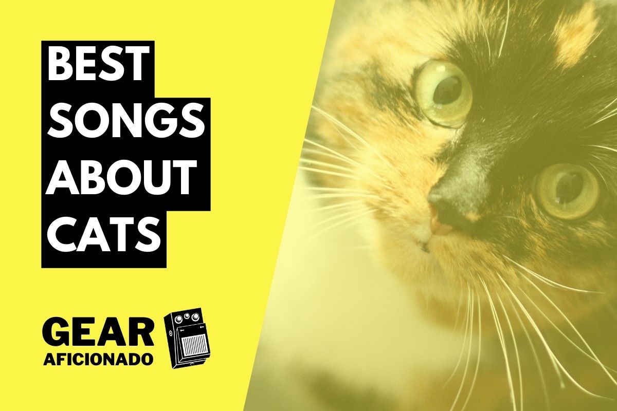 Best Songs About Cats